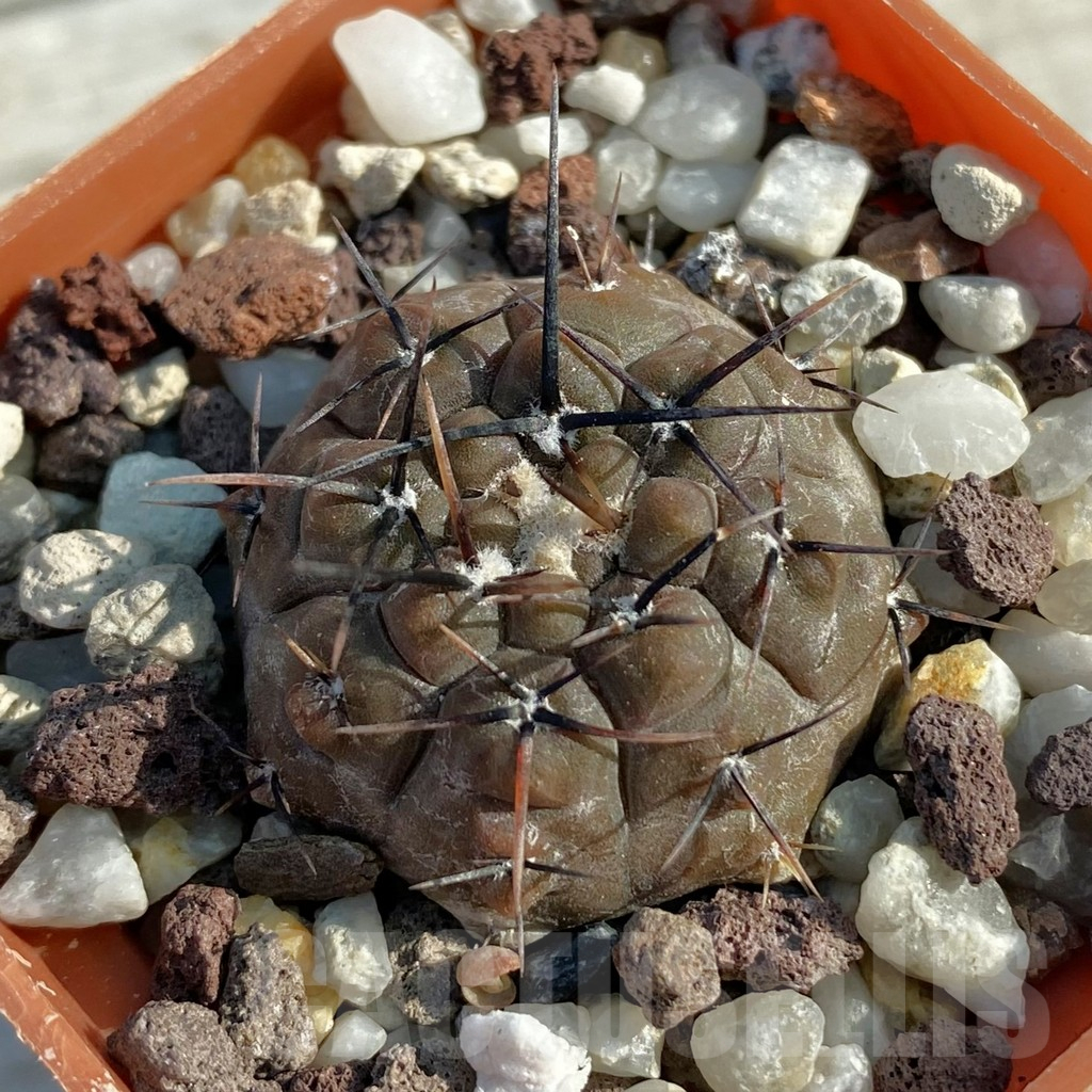 SH11667 Gymnocalycium esperanzae VG 1306