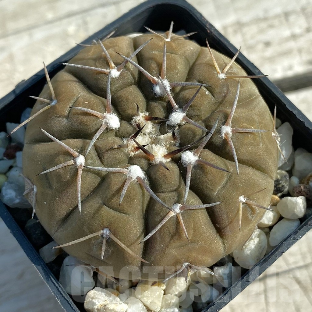 SH11669 Gymnocalycium platygonum
