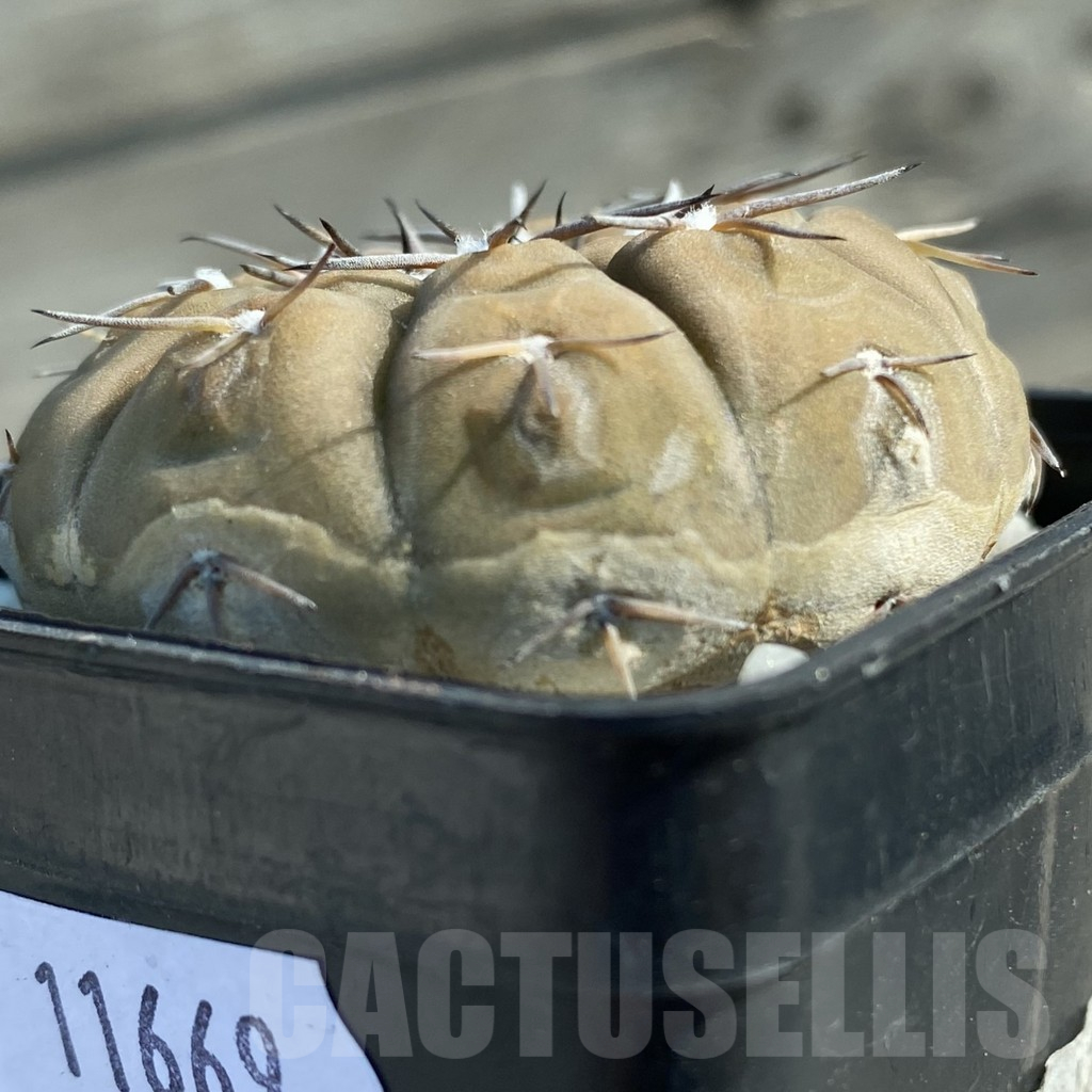 SH11669 Gymnocalycium platygonum - Image 2