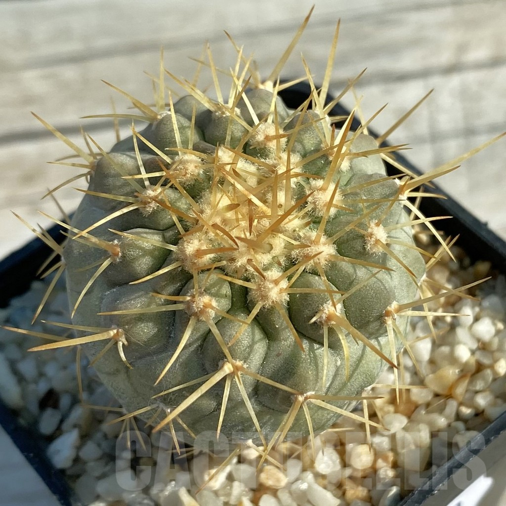 SH11670 Copiapoa cinerea v. columna-alba