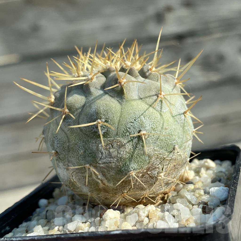 SH11670 Copiapoa cinerea v. columna-alba - Imagen 2