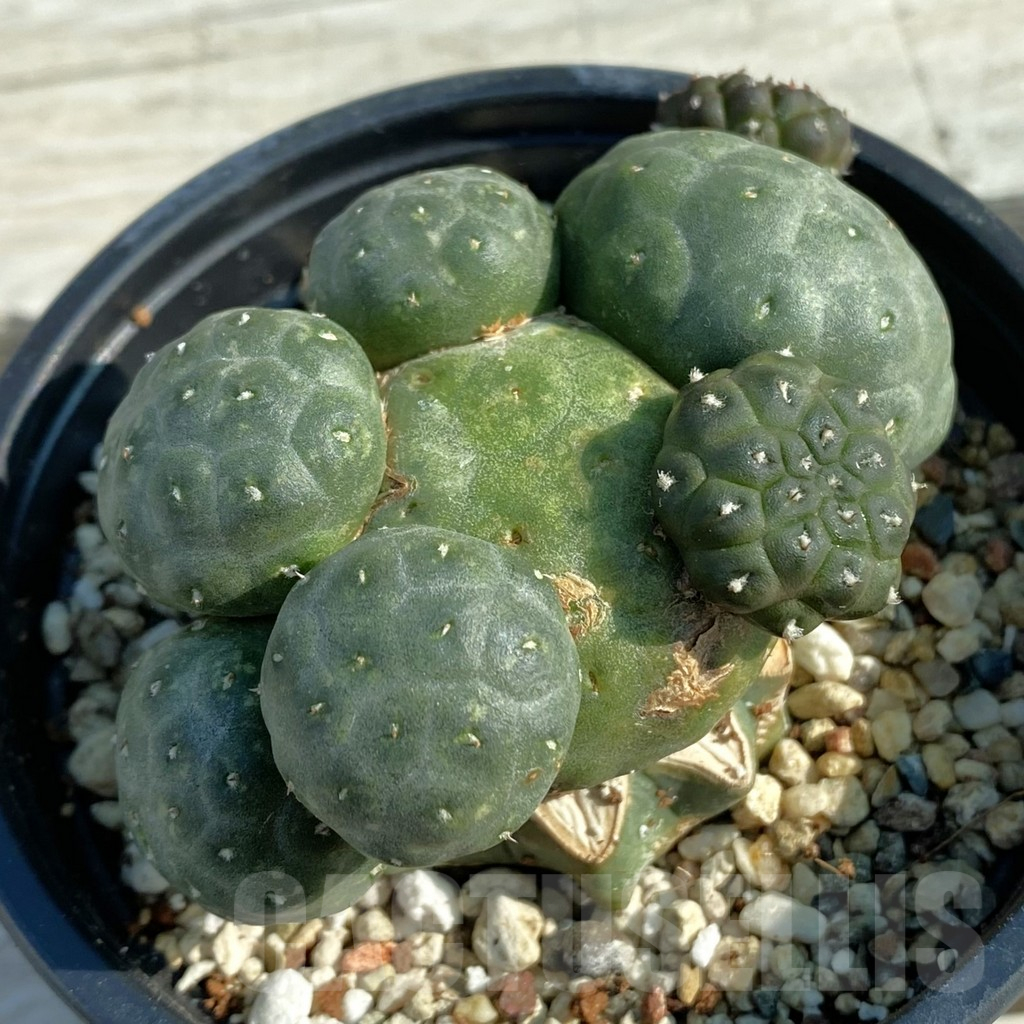 SH11673 Puna bonnieae 'inermis', grafted