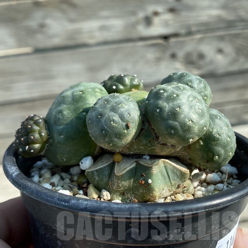 SH11673 Puna bonnieae 'inermis', grafted - immagine 2