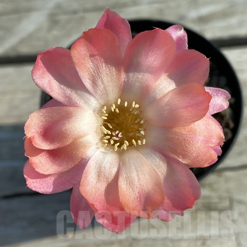 SH11658 Chamaecereus 'Lincoln Discovery'