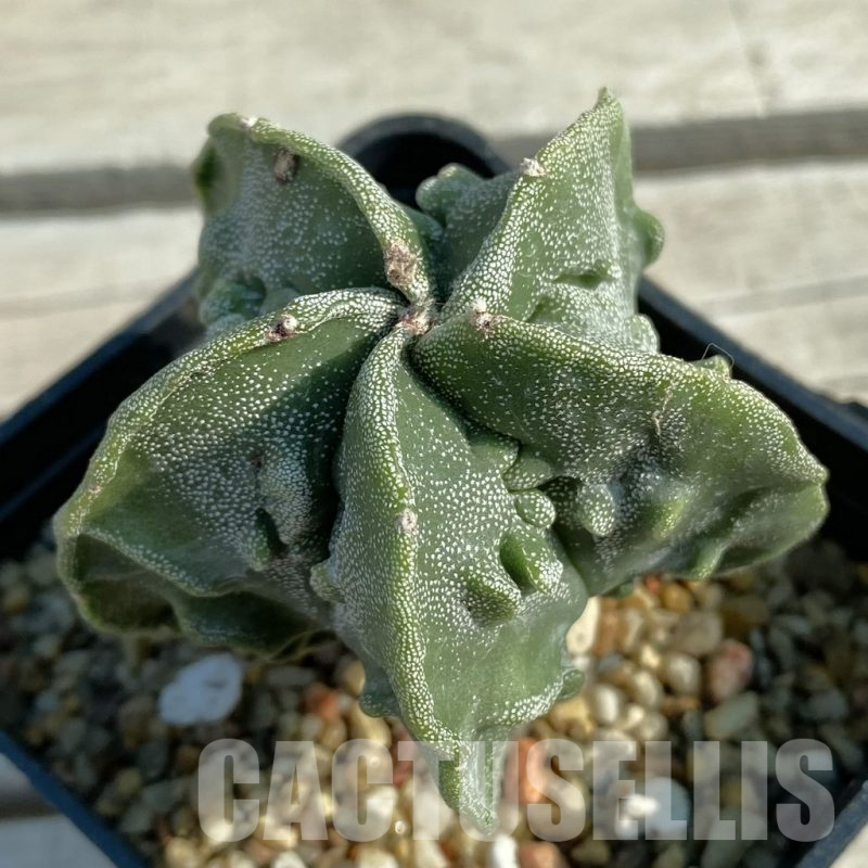 SH11675 Astrophytum myriostigma ‘Fukuryu’