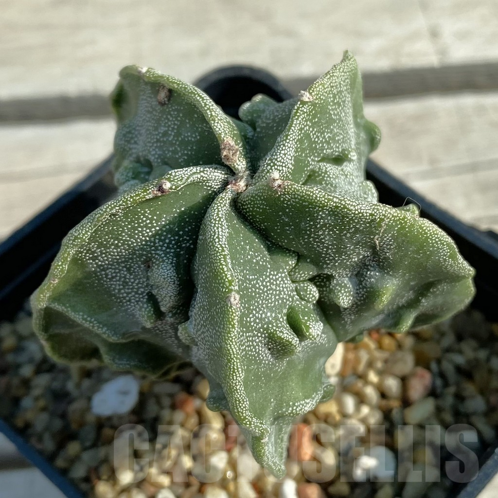 SH11675 Astrophytum myriostigma ‘Fukuryu’