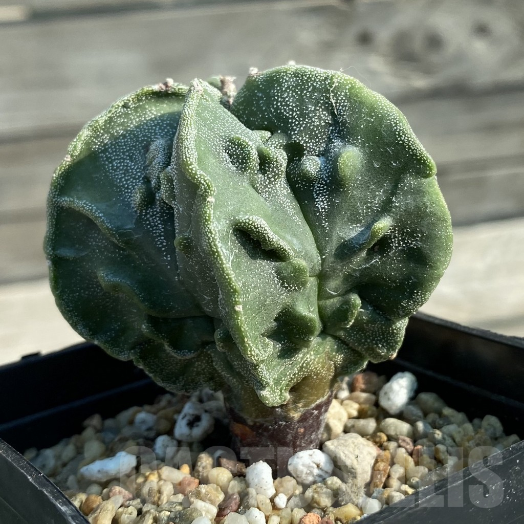 SH11675 Astrophytum myriostigma ‘Fukuryu’ - Image 2
