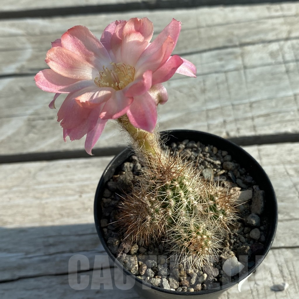 SH11658 Chamaecereus 'Lincoln Discovery' - Image 2