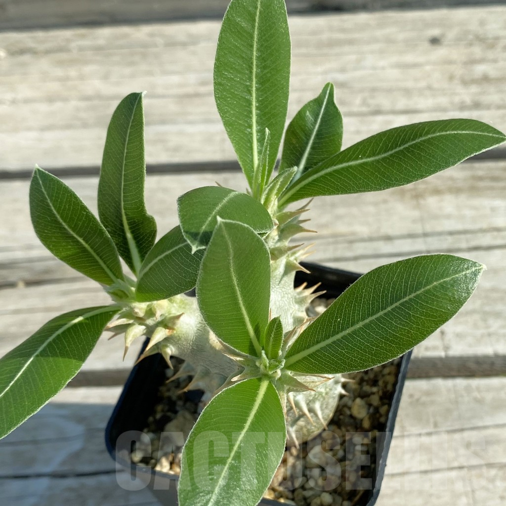 SH11677 Pachypodium horombense