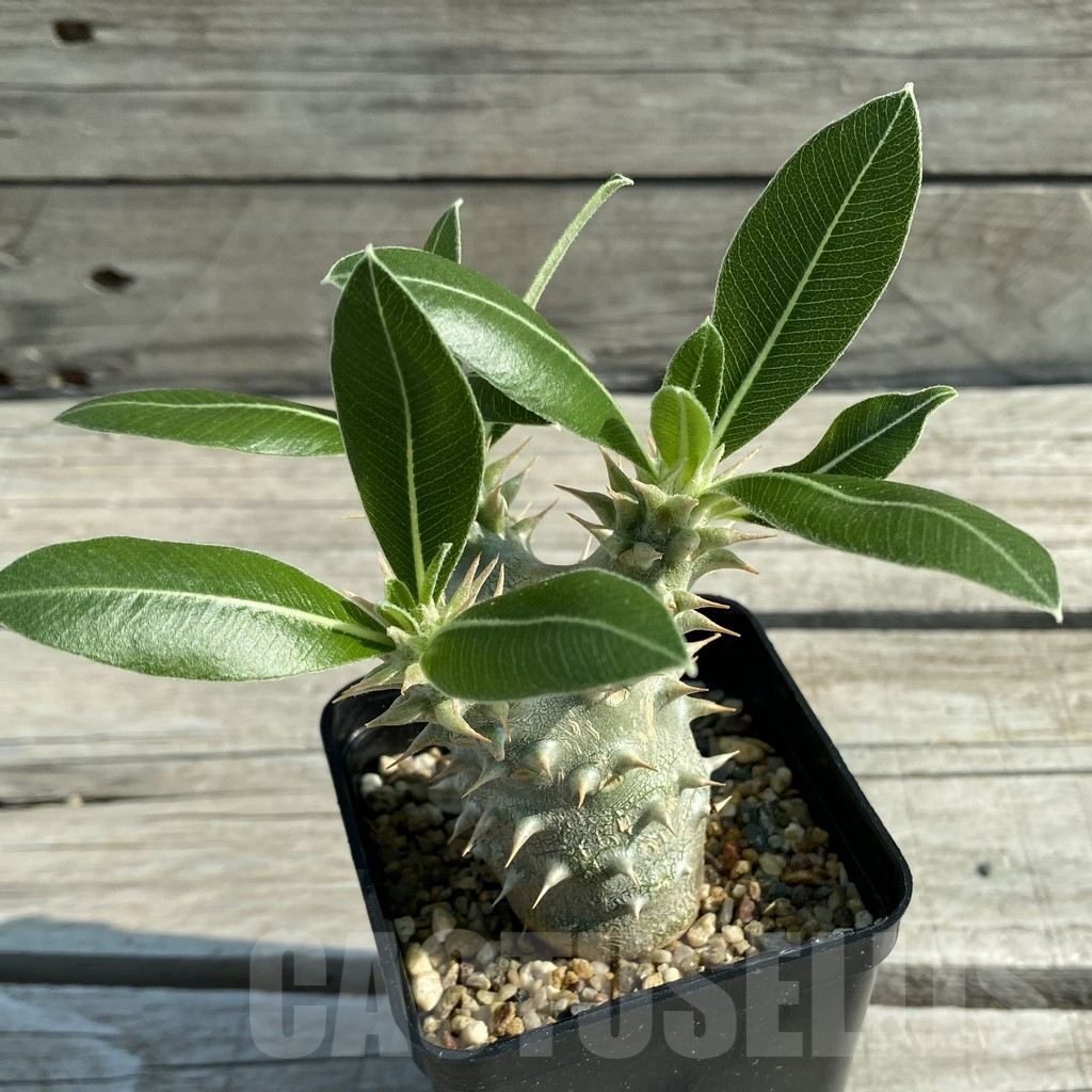 SH11677 Pachypodium horombense - immagine 2