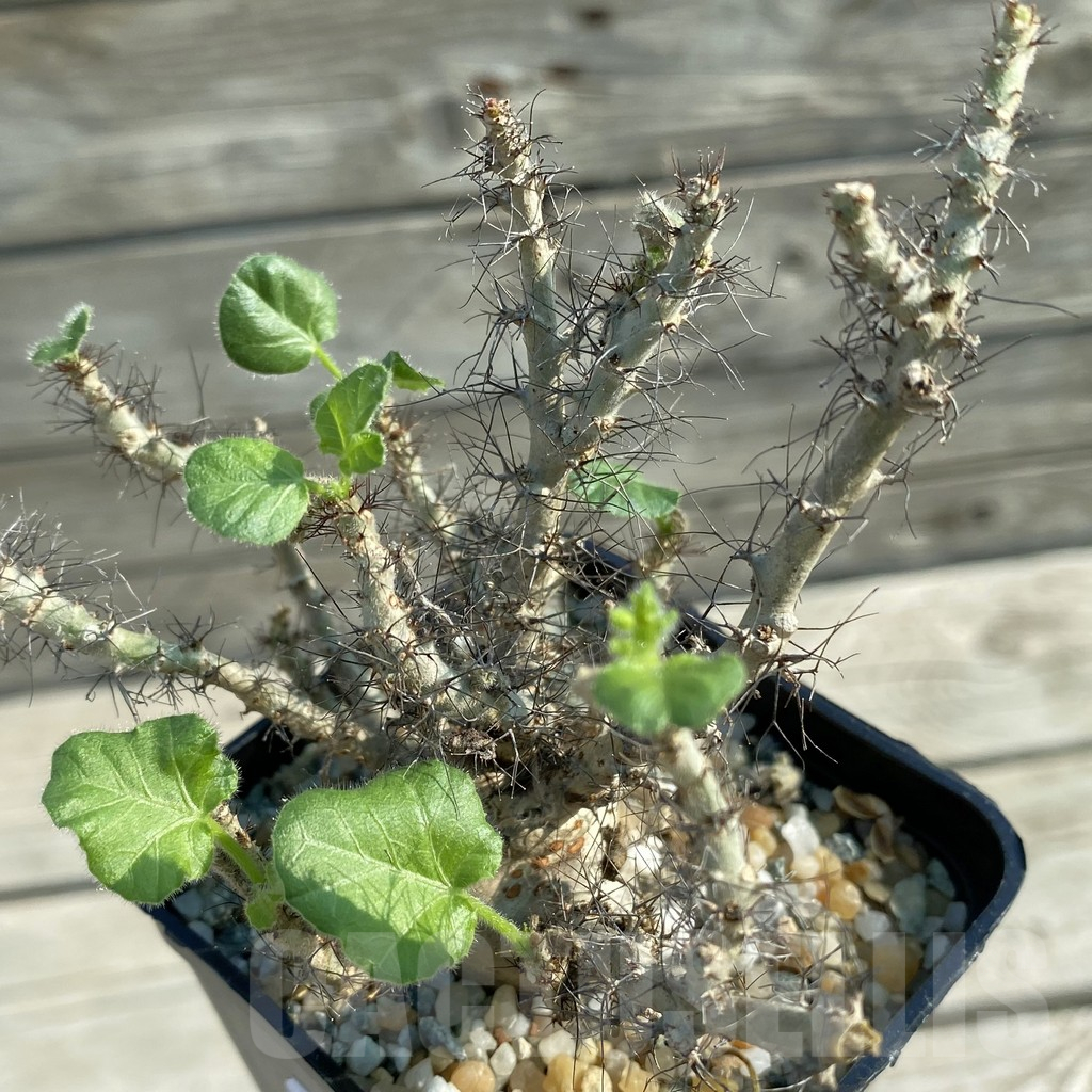 SH11682 Jatropha marginata