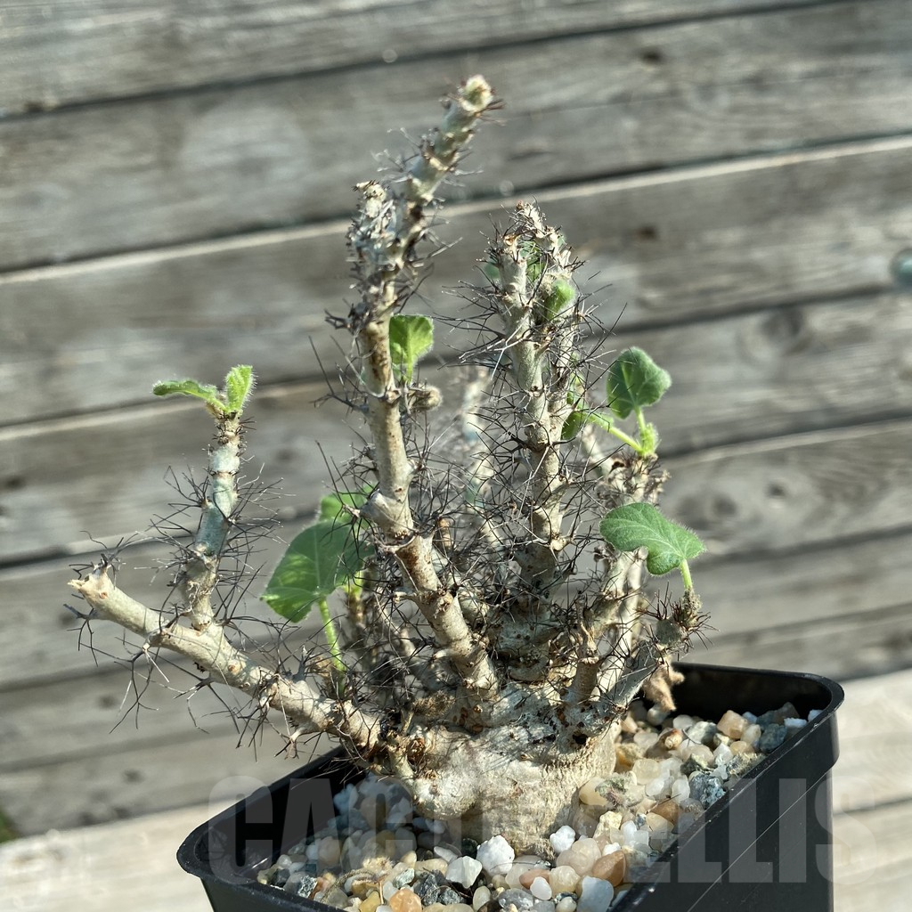 SH11682 Jatropha marginata - immagine 2