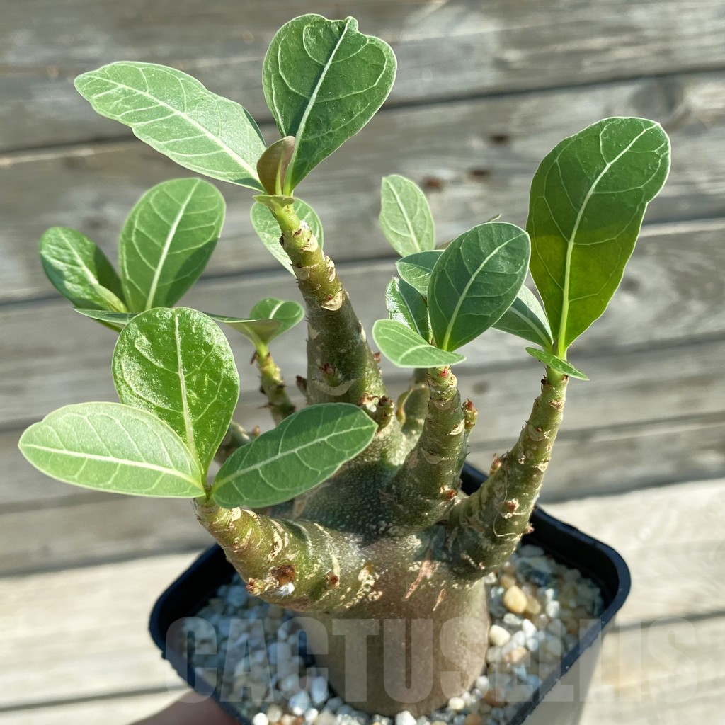 SH11683 Adenium arabicum 'Black Body'