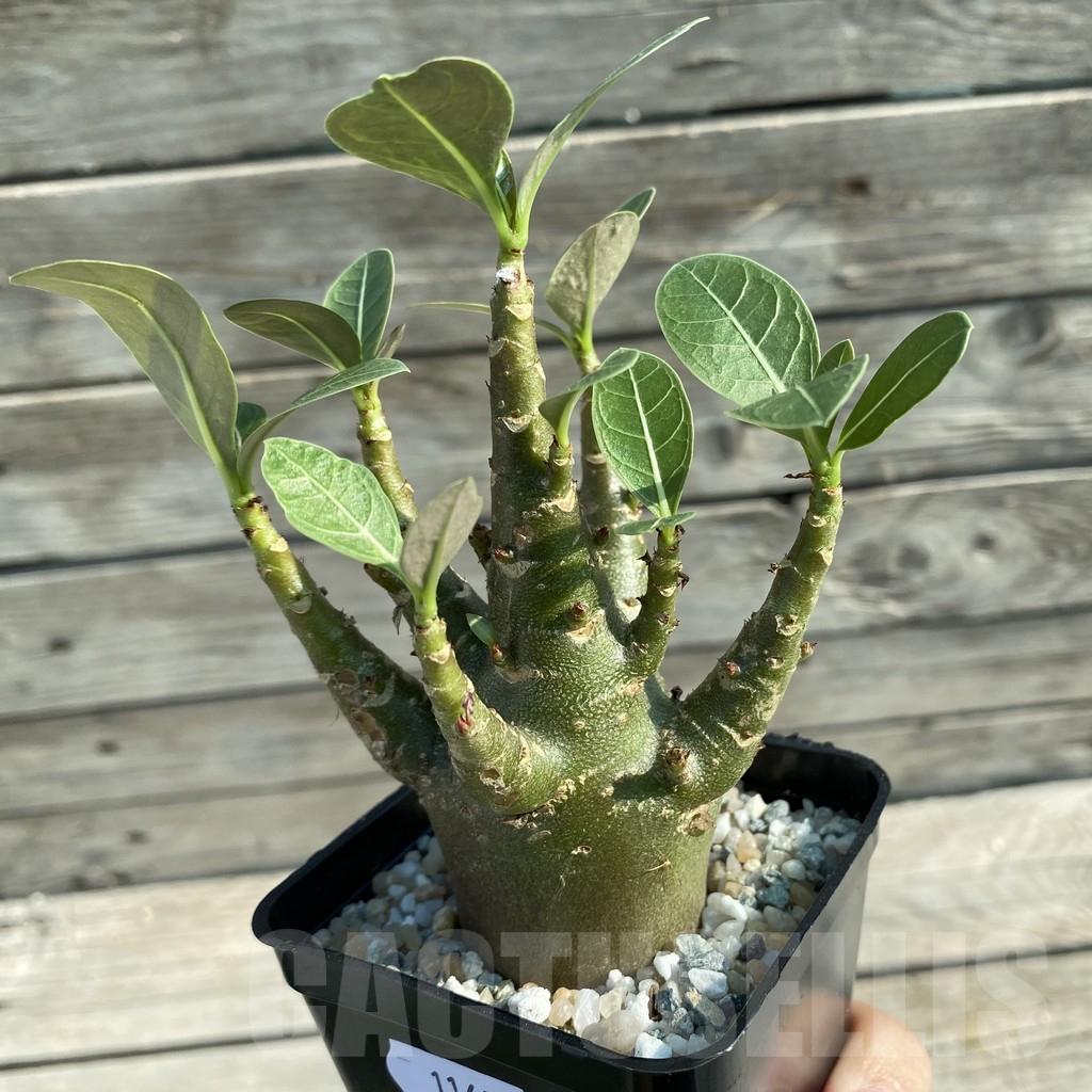 SH11683 Adenium arabicum 'Black Body' - Image 2