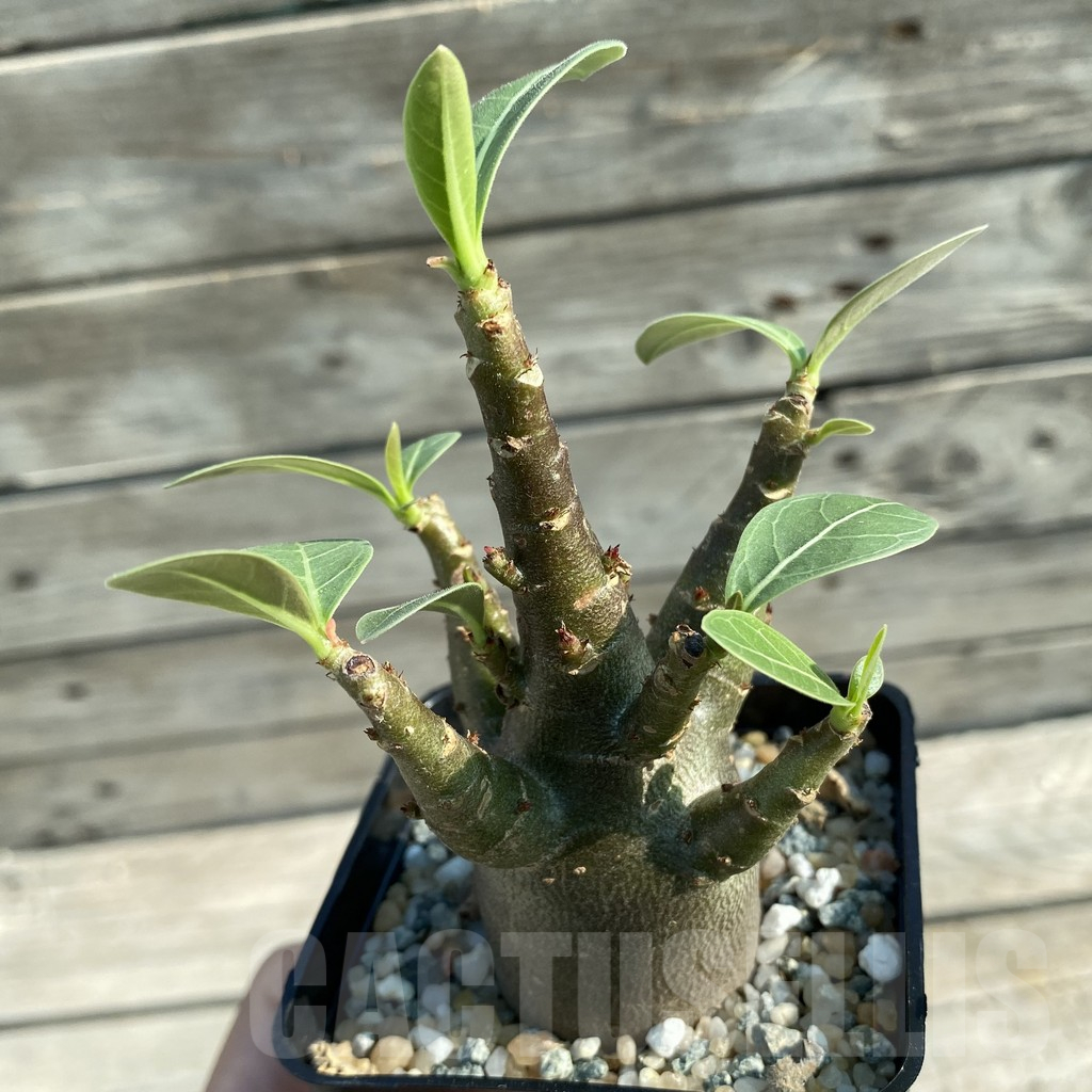 SH11684 Adenium arabicum 'Black Body' - immagine 2