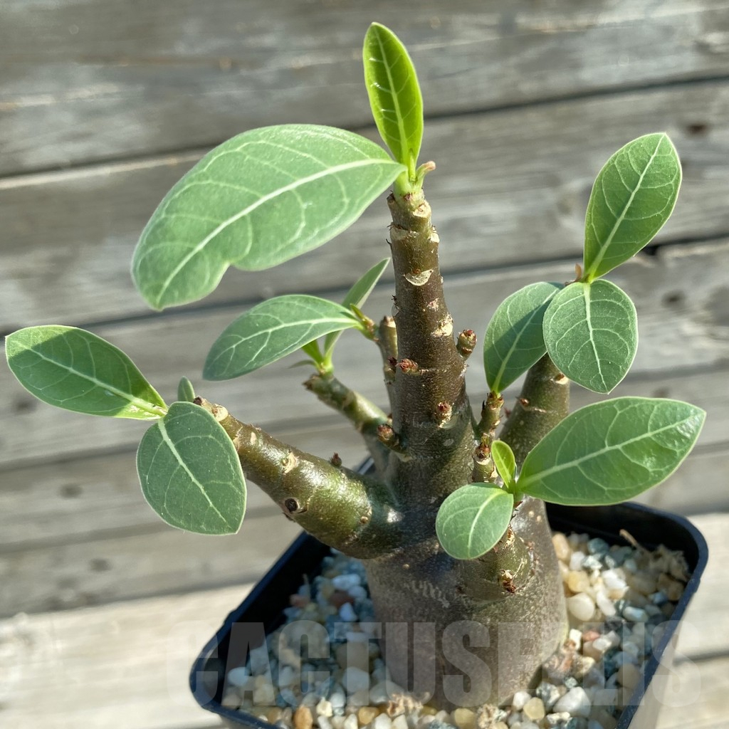 SH11684 Adenium arabicum 'Black Body'