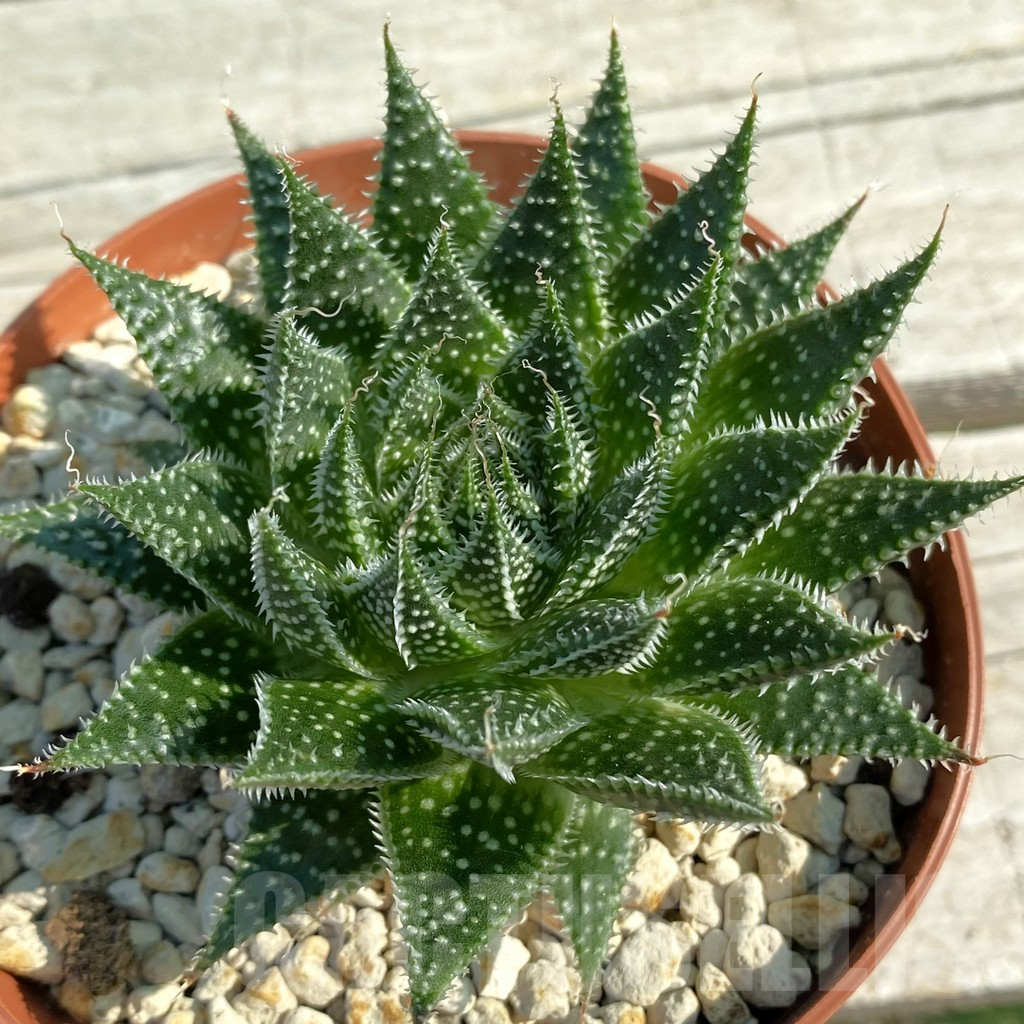 SH11685 Aloe aristata broad leaf form