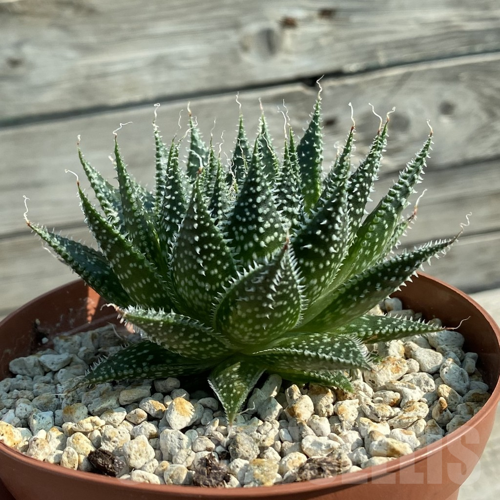 SH11685 Aloe aristata broad leaf form - 画像 (2)