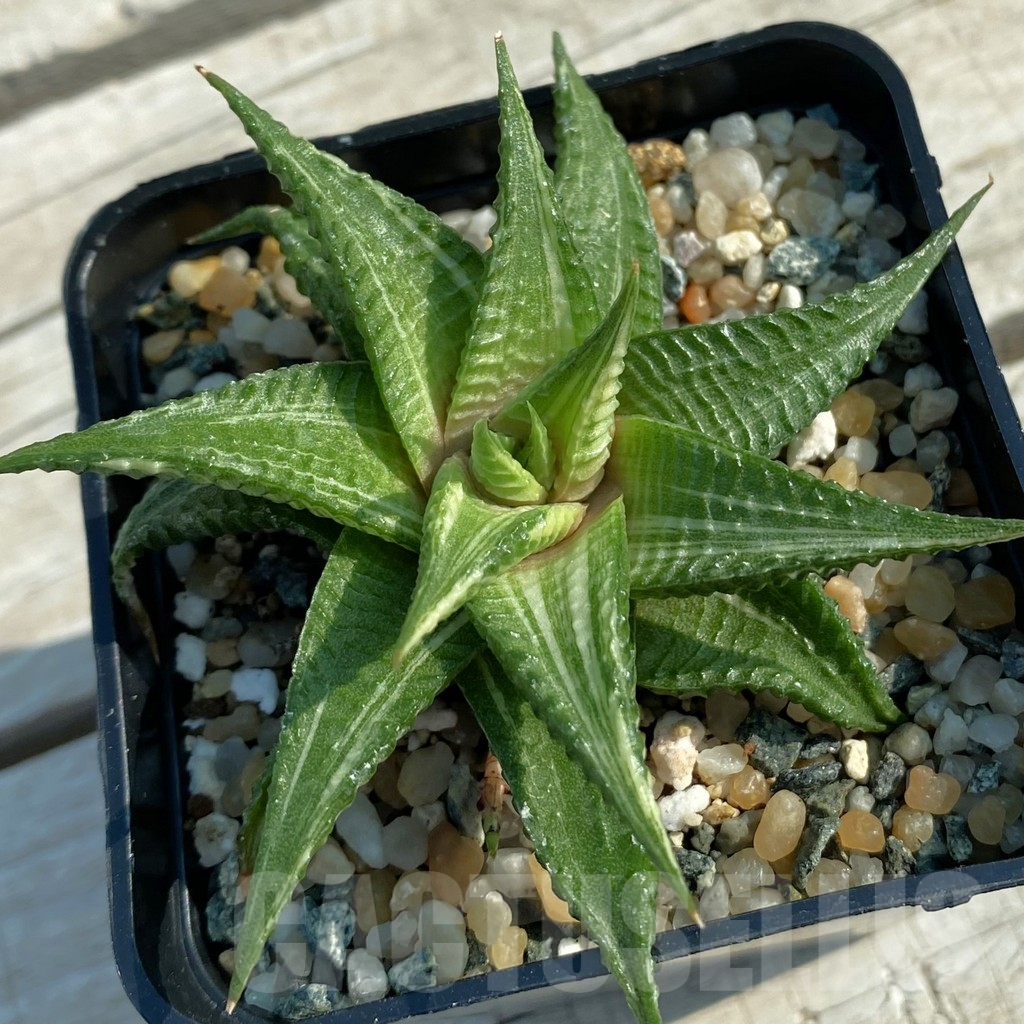 SH11688 Haworthia limifolia f. variegata hybrid