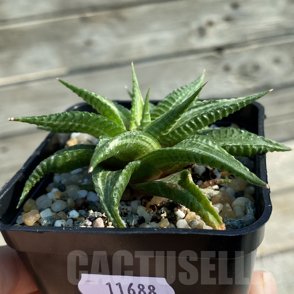 SH11688 Haworthia limifolia f. variegata hybrid - Obrázek 2