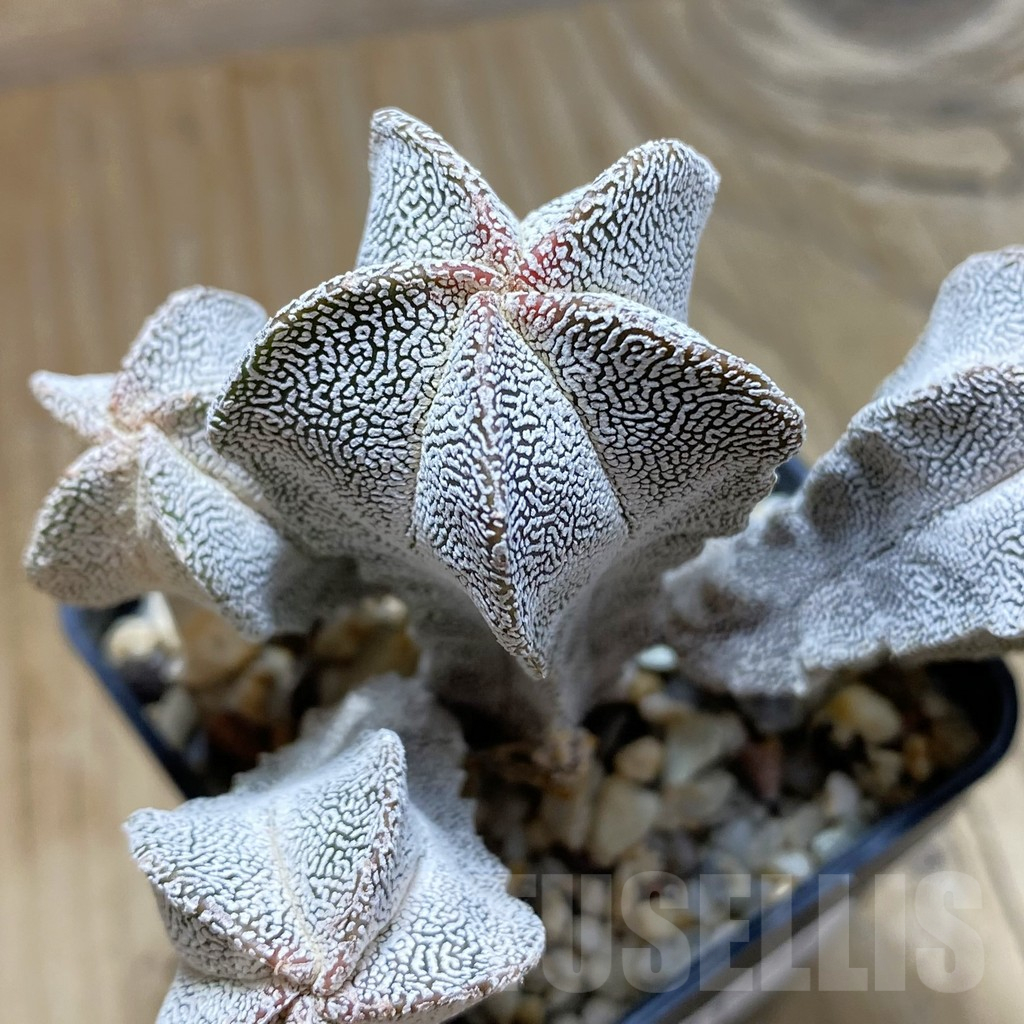 SH11772 Astrophytum myriostigma 'Onzuka' f. caespitosa