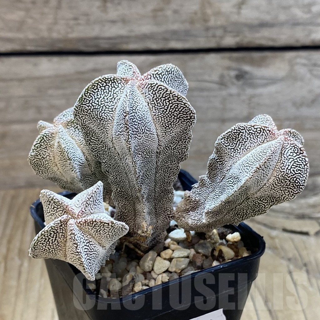 SH11772 Astrophytum myriostigma 'Onzuka' f. caespitosa - Image 2