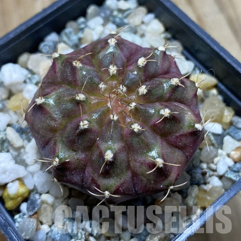 SH11782 Gymnocalycium mihanovichii 'Neon Brown', seedling