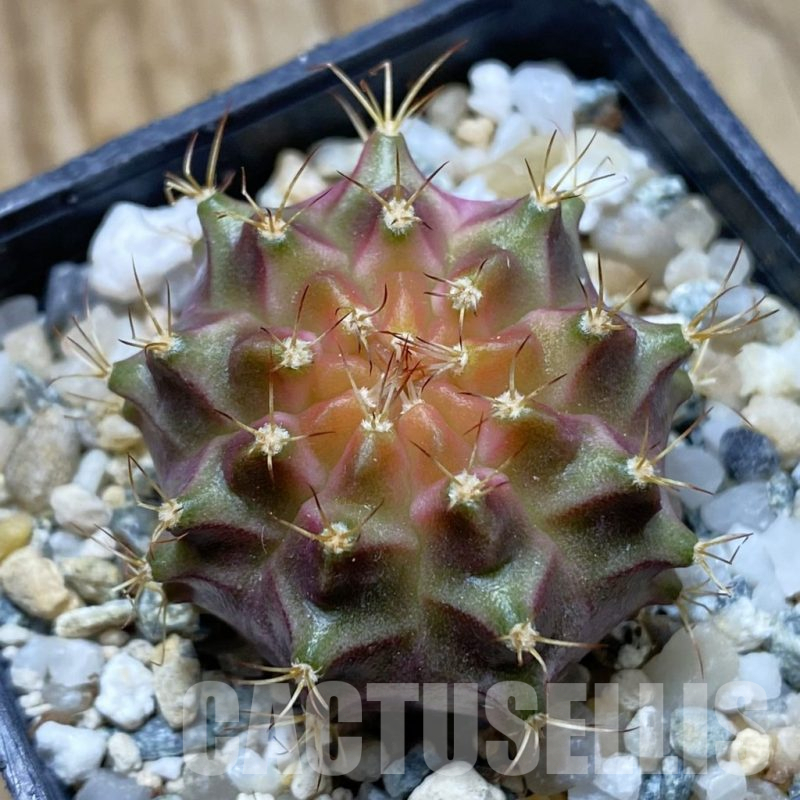 SH11783 Gymnocalycium mihanovichii 'Neon Brown', seedling