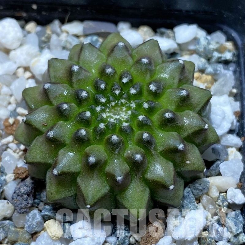 SH11784 Gymnocalycium mihanovichii ‘inermis’