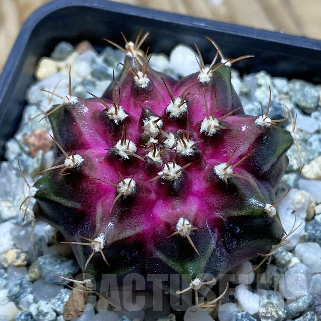 SH11792 Gymnocalycium mihanovichii 'T-Lux', seedling