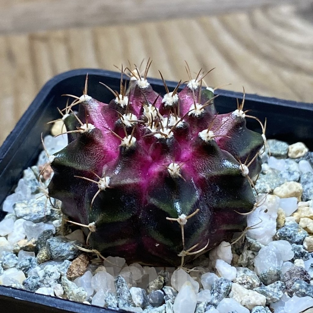 SH11792 Gymnocalycium mihanovichii 'T-Lux', seedling - Imagen 2