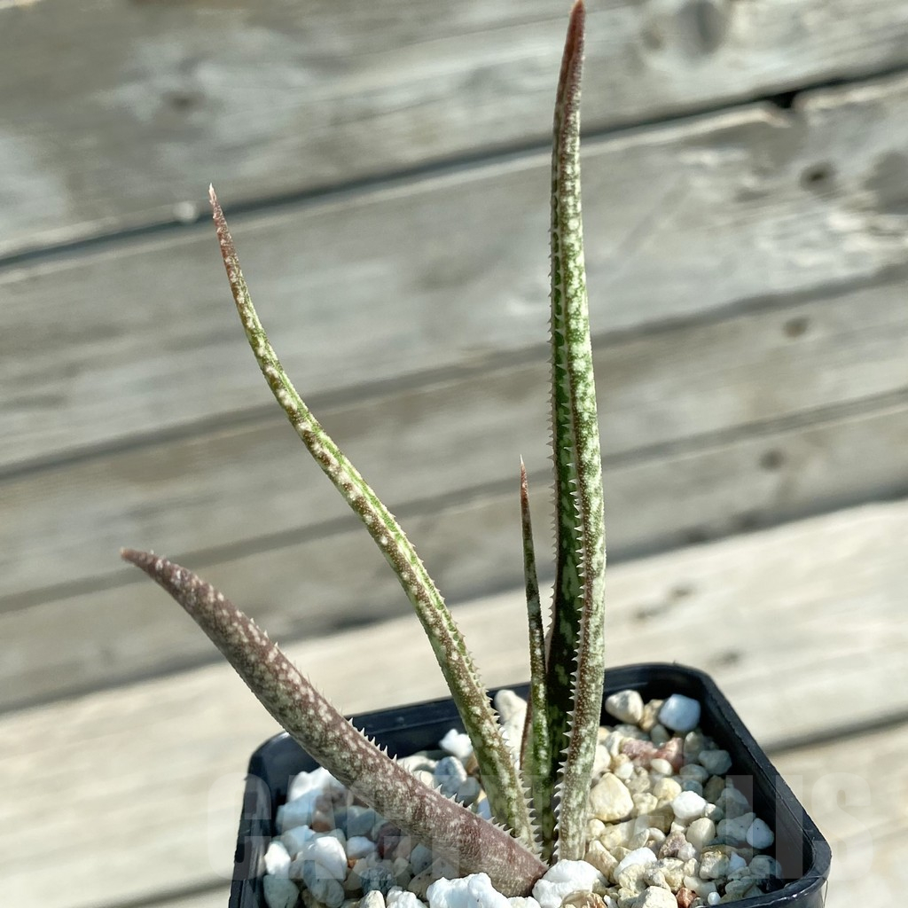 SH11737 Aloe albiflora, white flower - immagine 2