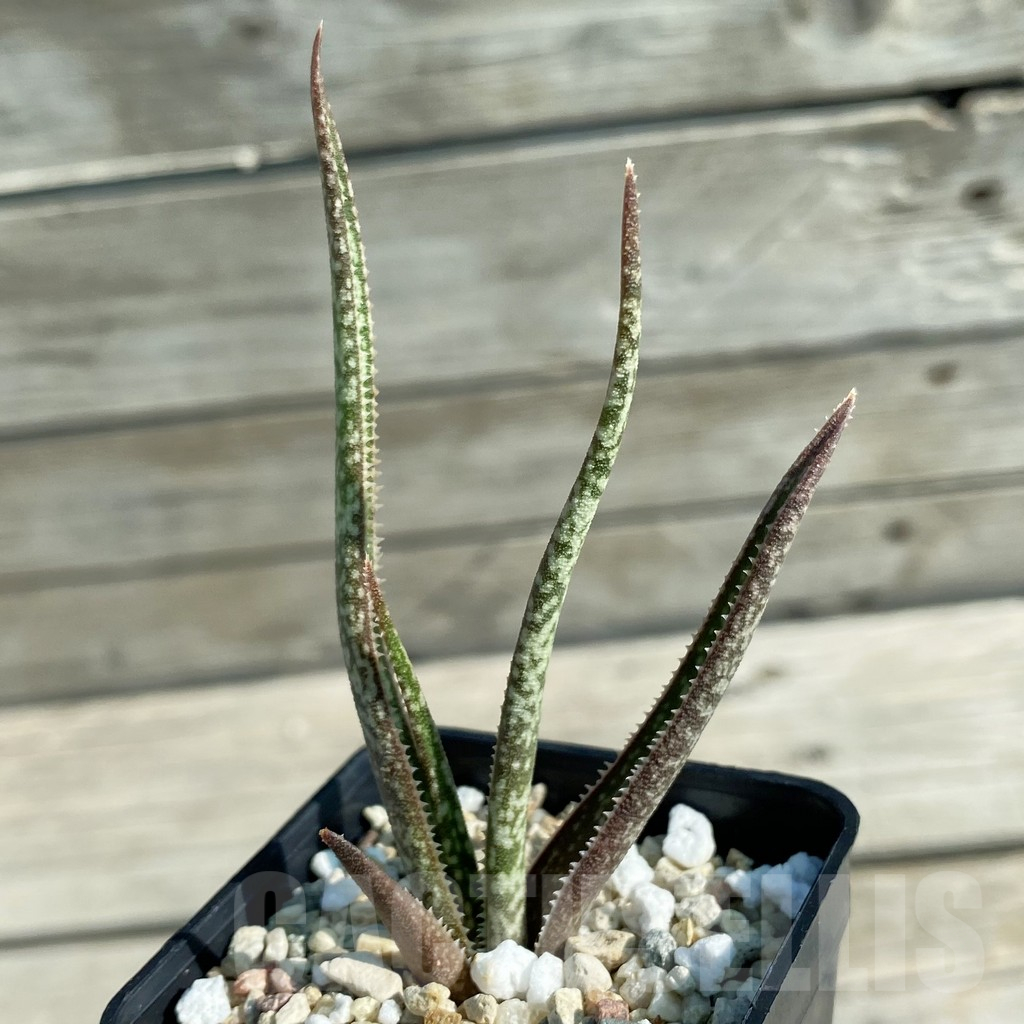 SH11737 Aloe albiflora, white flower