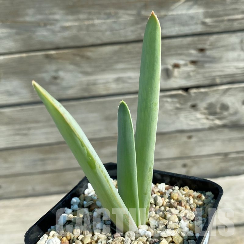 SH11741 Aloe plicatilis