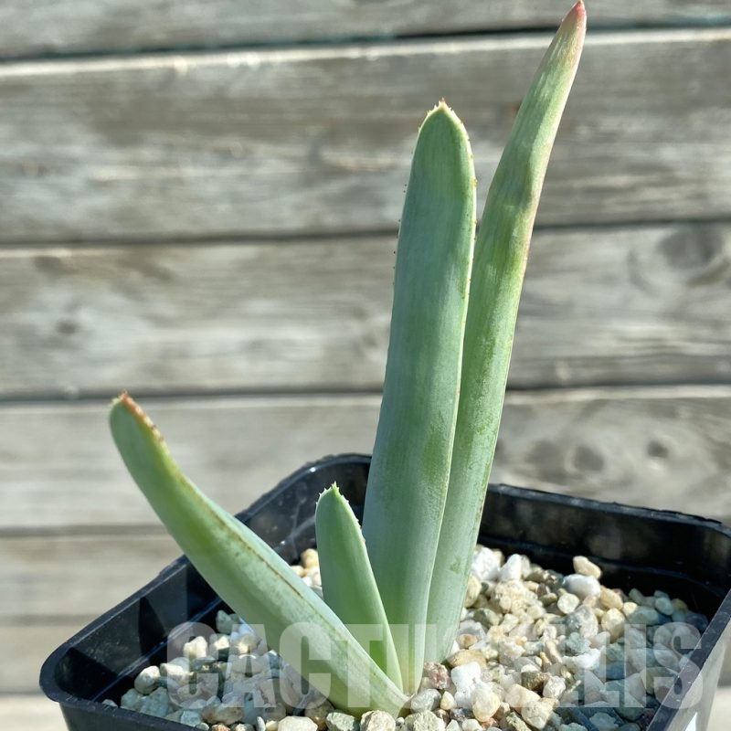 SH11742 Aloe plicatilis