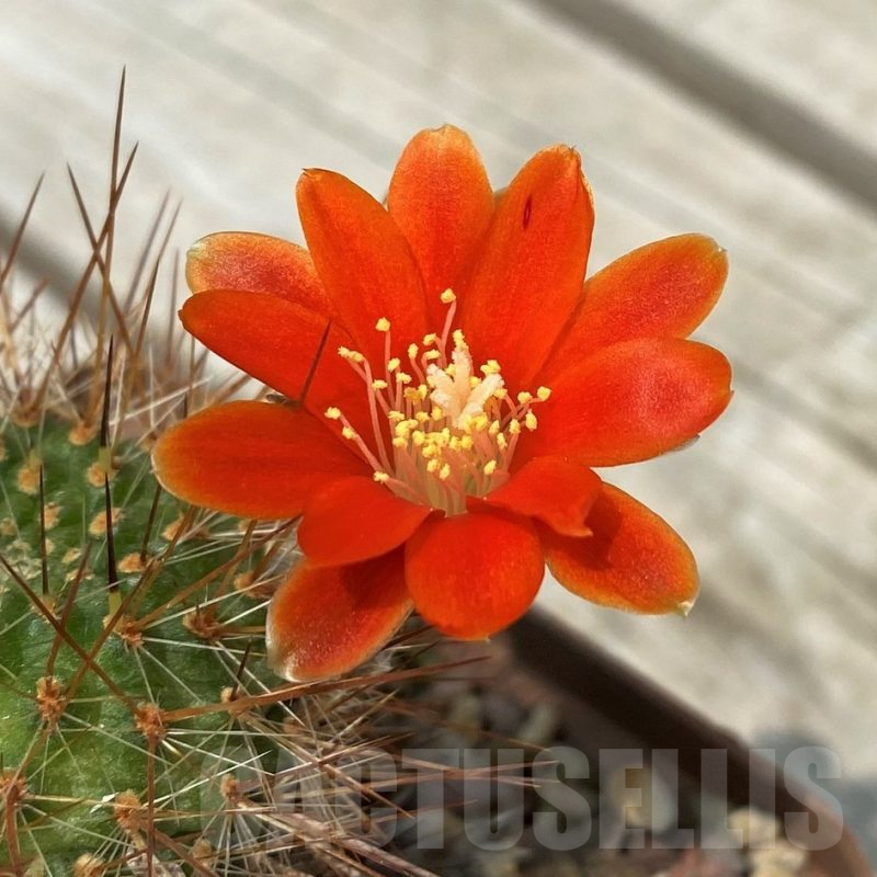 SH11733, old 10 years