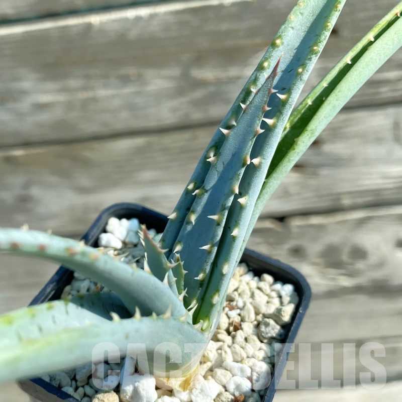 SH11743 Aloe suprafoliata
