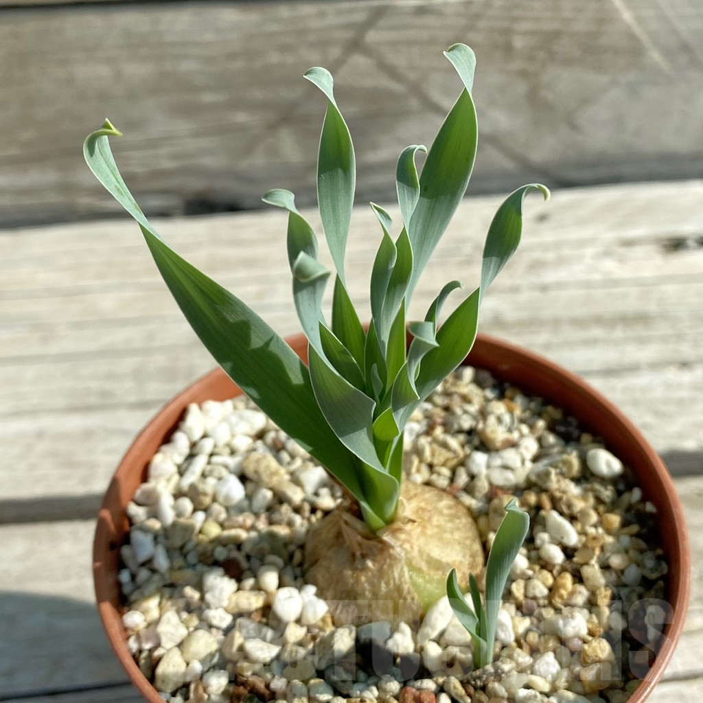 SH11744 Cyrtanthus spiralis