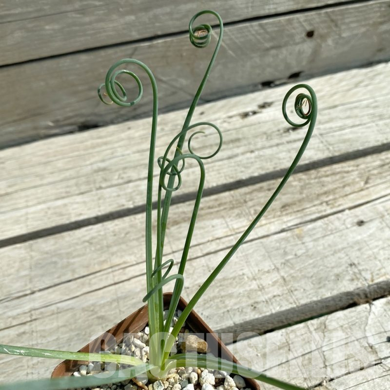 SH11746 Albuca spiralis