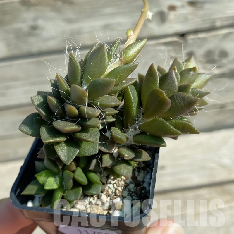 SH11750 Anacampseros rufescens