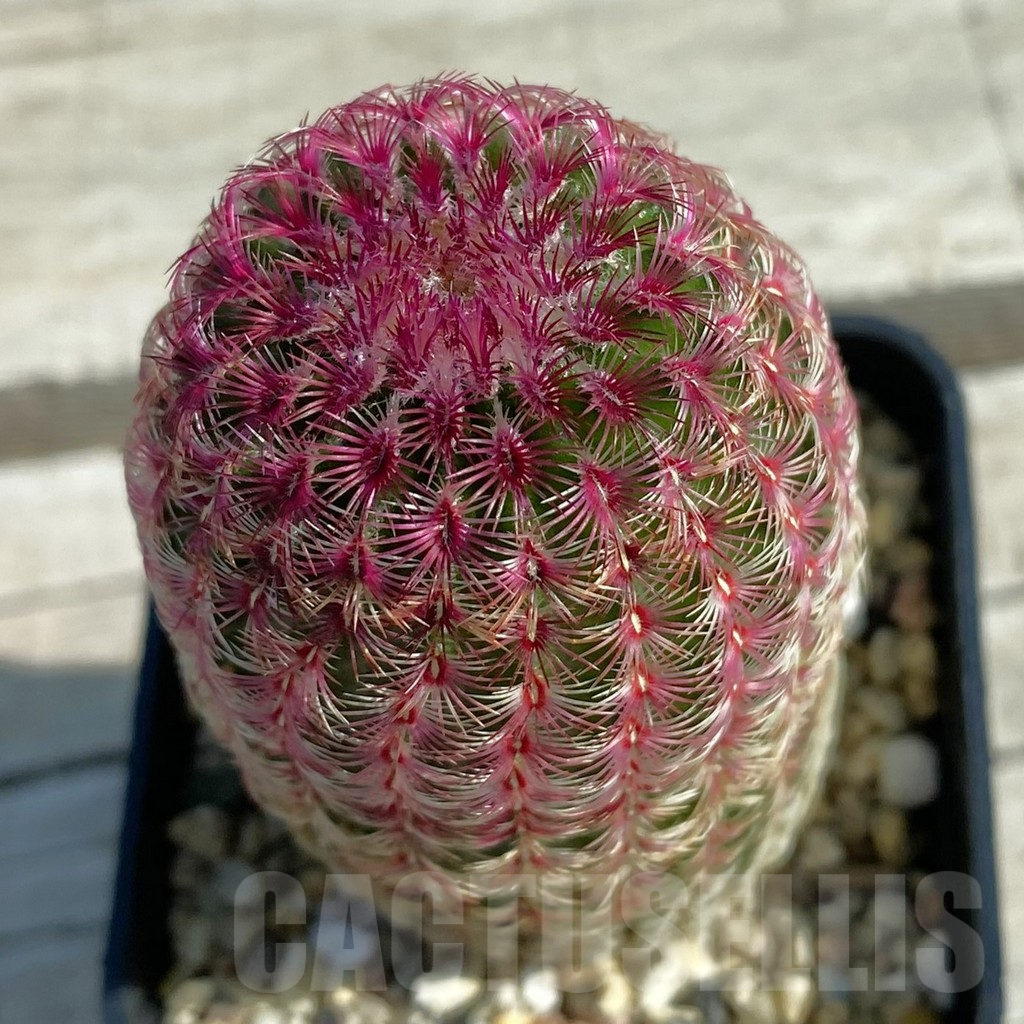 SH11753 Echinocereus rigidissimus v. rubispinus