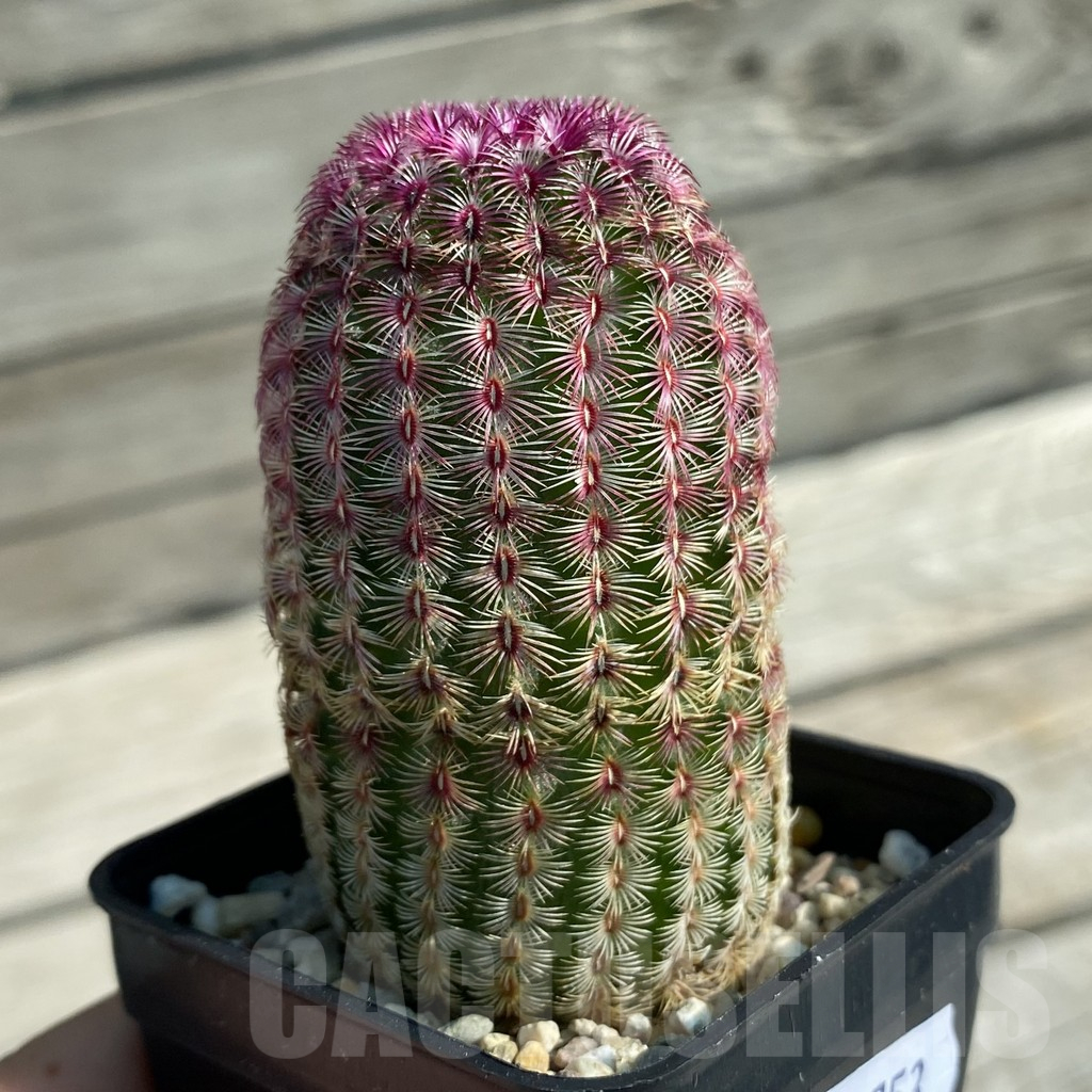 SH11753 Echinocereus rigidissimus v. rubispinus - Imagen 2