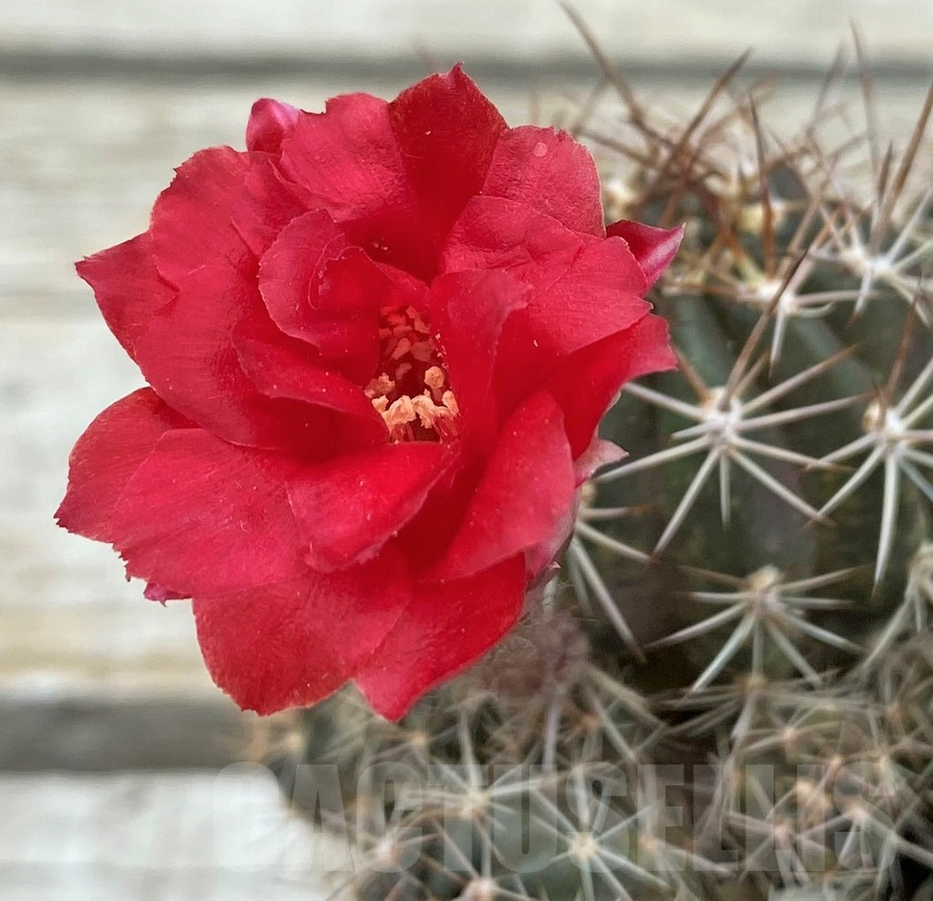 SH11736 Lobivia aff. hertrichiana