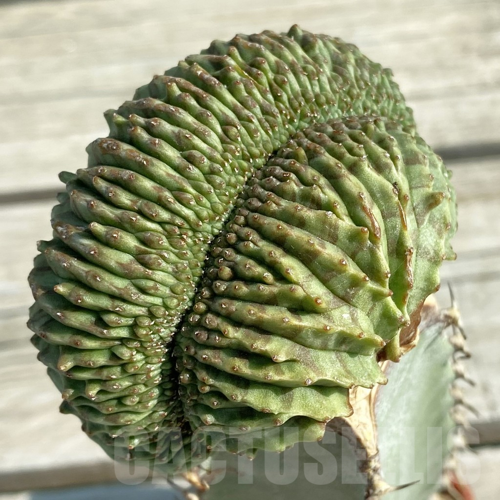 SH11756 Euphorbia obesa ‘Malik’ f. cristata, grafted