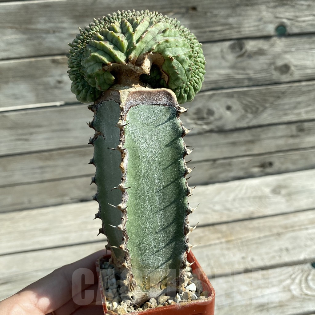 SH11756 Euphorbia obesa ‘Malik’ f. cristata, grafted - immagine 2