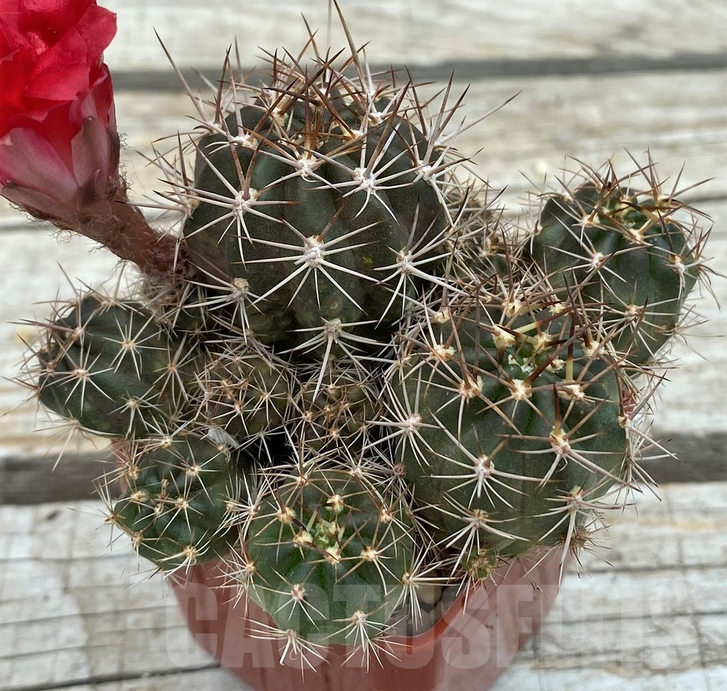 SH11736 Lobivia aff. hertrichiana - Image 2