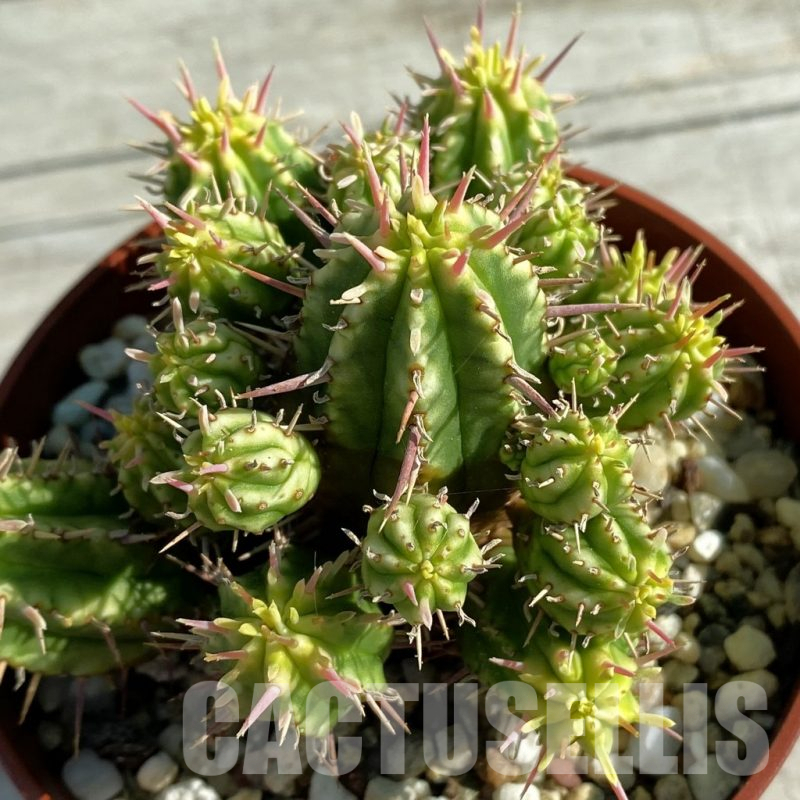 SH11847 Euphorbia aggregata f. variegata