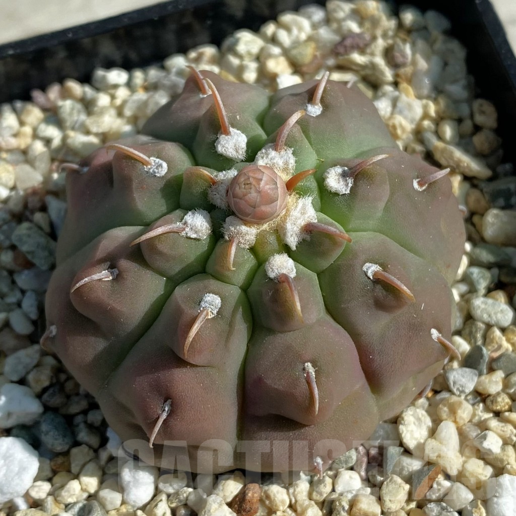 SH11881 Gymnocalycium vatteri v. unguispinum