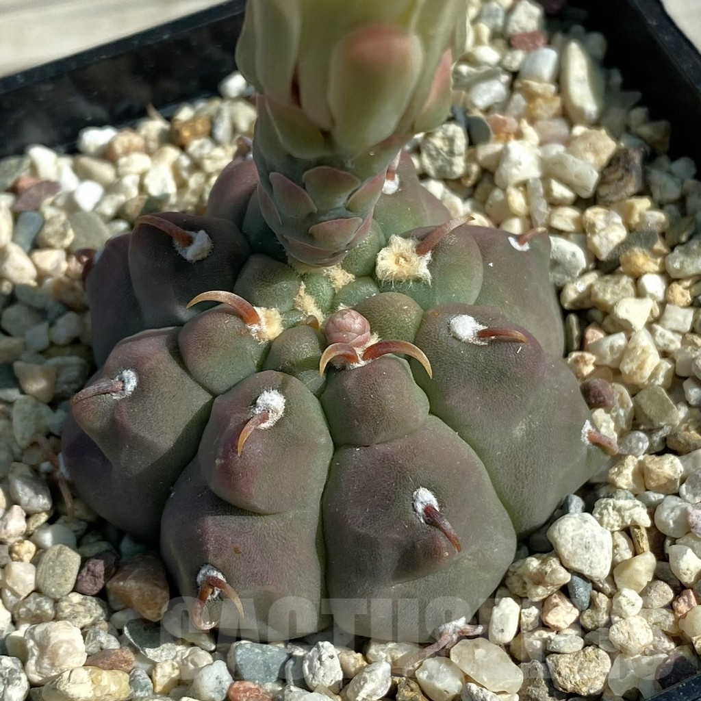 SH11882 Gymnocalycium vatteri v. unguispinum