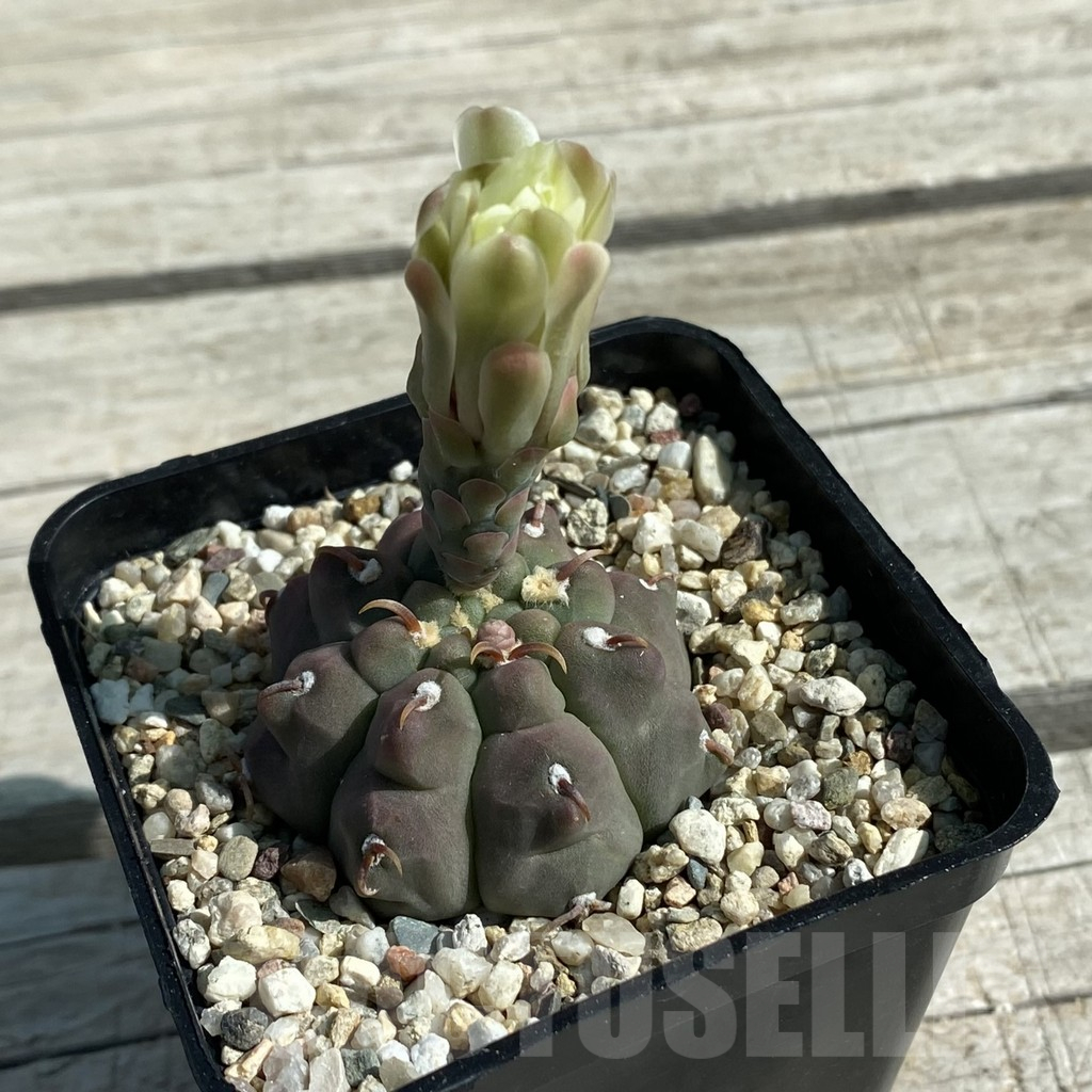 SH11882 Gymnocalycium vatteri v. unguispinum - Image 2